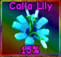 Calla Lily