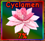 Cyclamen