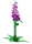 Foxglove