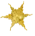 Honeysuckle