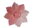 Pink Lily
